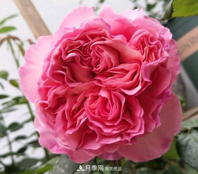 破曉月季會(huì)變色，三天一變身，糖果色花瓣溫婉可人(圖2)