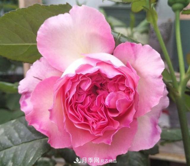 破曉月季會(huì)變色，三天一變身，糖果色花瓣溫婉可人(圖3)