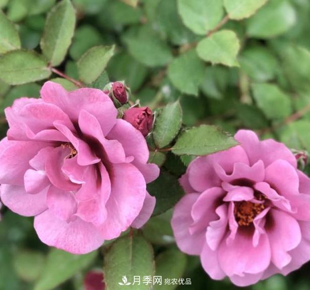 8款巴比倫眼睛月季，花型獨特還有好聞的香味(圖4)