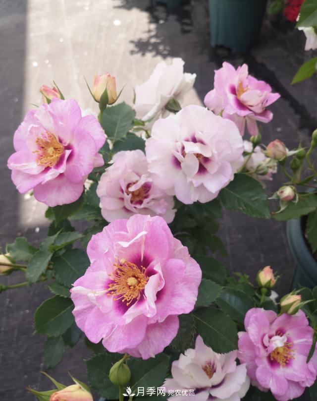 8款巴比倫眼睛月季，花型獨特還有好聞的香味(圖2)