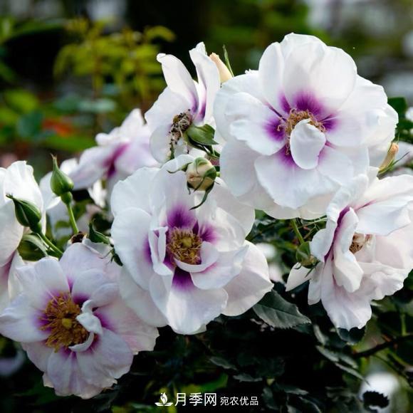 8款巴比倫眼睛月季，花型獨特還有好聞的香味(圖1)