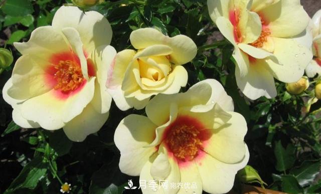 8款巴比倫眼睛月季，花型獨特還有好聞的香味(圖9)
