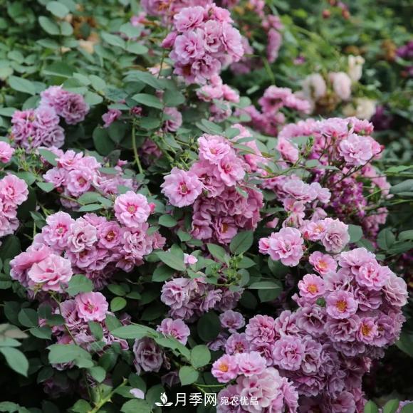 8款巴比倫眼睛月季，花型獨特還有好聞的香味(圖5)