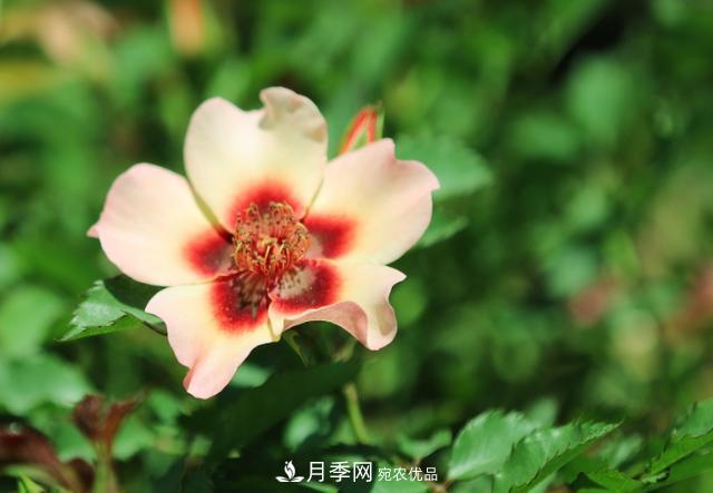 8款巴比倫眼睛月季，花型獨特還有好聞的香味(圖6)