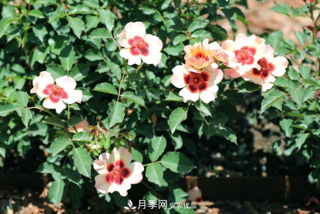 8款巴比倫眼睛月季，花型獨特還有好聞的香味(圖7)