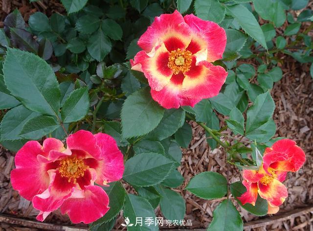 8款巴比倫眼睛月季，花型獨特還有好聞的香味(圖11)