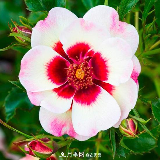 8款巴比倫眼睛月季，花型獨特還有好聞的香味(圖15)