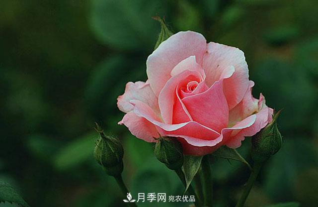 月季花春季萌芽，老葉片“何去何從”？處理得當(dāng)，開花才會滿枝頭(圖1)