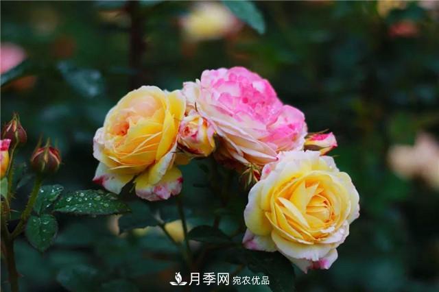 南方花友，您的月季打頂摘心了嗎？明年開得才更猛(圖1)