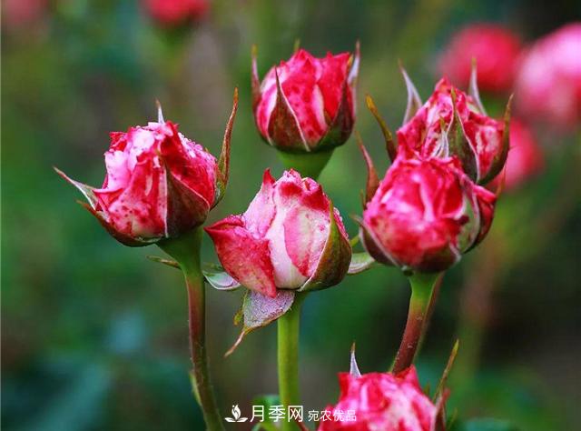 南方花友，您的月季打頂摘心了嗎？明年開得才更猛(圖2)