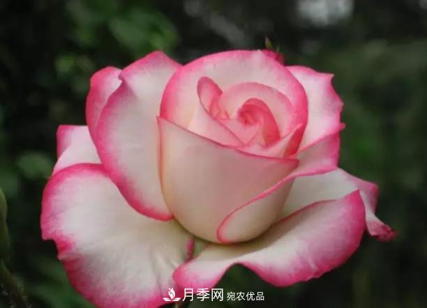 夏天月季扦插技巧，提高你的成活率(圖1)