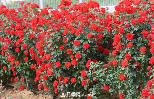 月季網(wǎng)寶典，藤本月季養(yǎng)殖養(yǎng)護(hù)方法(圖3)