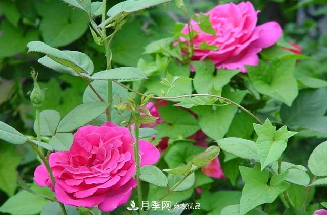 月季網(wǎng)寶典，盆栽月季養(yǎng)護知識大全(圖1)