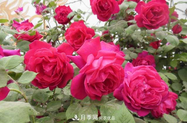 月季網(wǎng)寶典，盆栽月季養(yǎng)護知識大全(圖2)