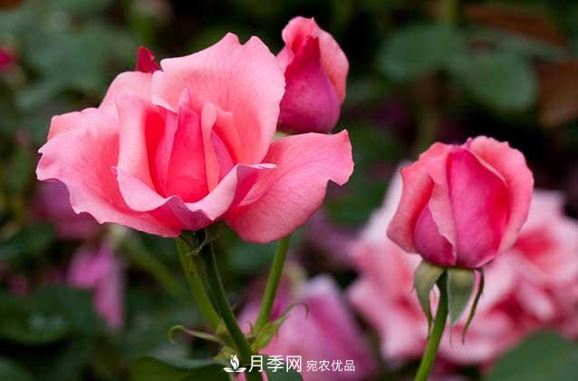 月季網(wǎng)寶典，盆栽月季養(yǎng)護知識大全(圖3)