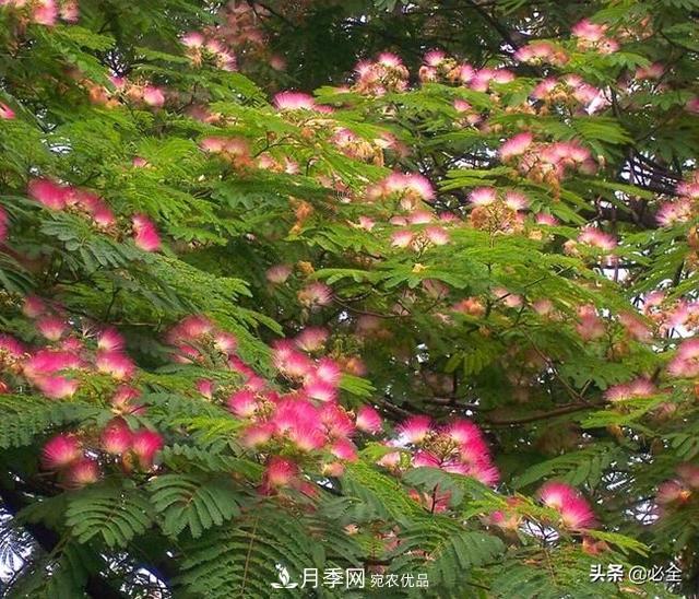 什么樣的觀賞樹種發(fā)展行情更好？(圖2)
