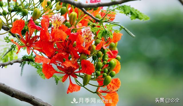 什么樣的觀賞樹種發(fā)展行情更好？(圖3)