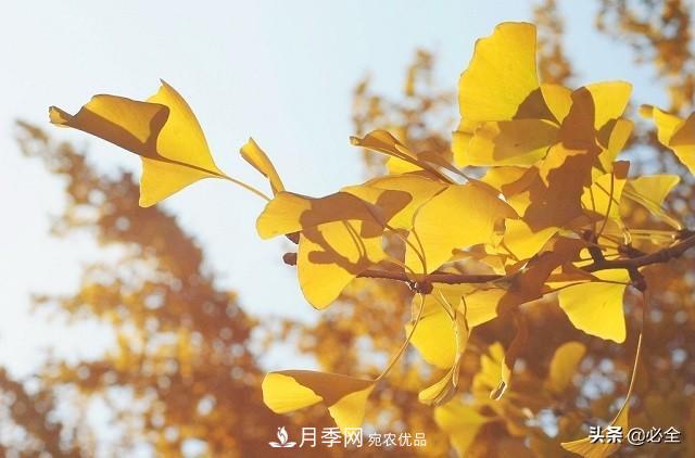 什么樣的觀賞樹種發(fā)展行情更好？(圖1)