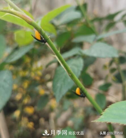 10種月季常見(jiàn)病蟲(chóng)害識(shí)別及用藥(圖1)