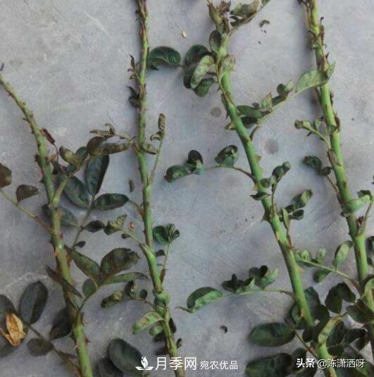 10種月季常見(jiàn)病蟲(chóng)害識(shí)別及用藥(圖6)