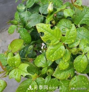 10種月季常見(jiàn)病蟲(chóng)害識(shí)別及用藥(圖9)