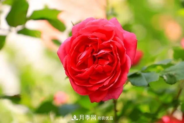 河北衡水二中月季花開，大美校園綠化(圖7)