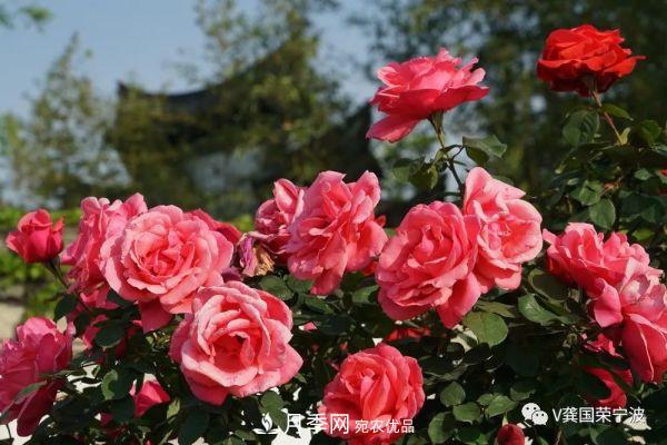 浙江寧波綠化“月季樹”千花盛放、爭奇斗艷甬城(圖4)
