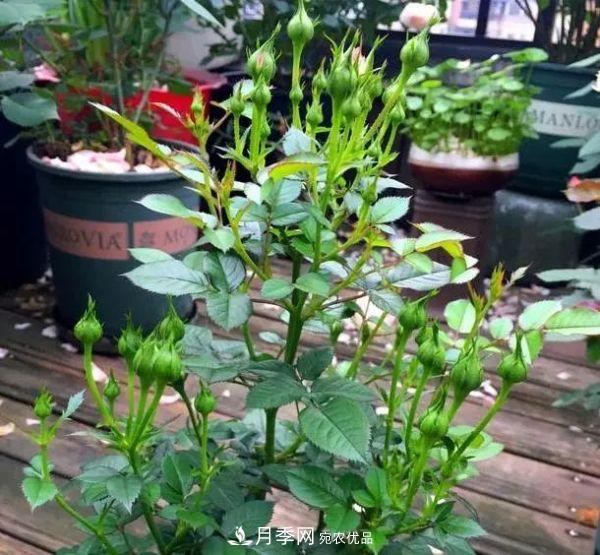 月季滿樹花苞該不該剪掉？認清“2點”，開花又大又漂亮(圖6)