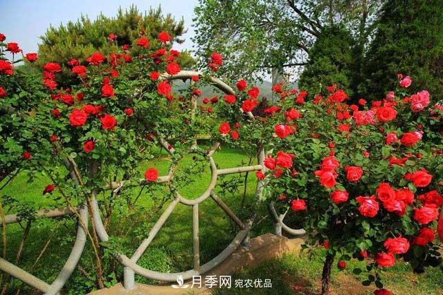 北京植物園樹(shù)狀月季花盛開(kāi)，觀賞效果超級(jí)贊！(圖2)