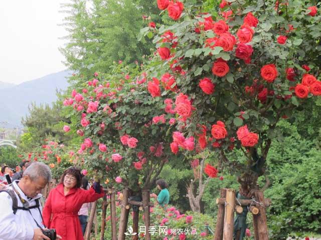 北京植物園樹(shù)狀月季花盛開(kāi)，觀賞效果超級(jí)贊！(圖4)