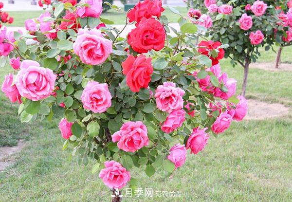 樹狀月季養(yǎng)護(hù)剪枝這幾點(diǎn)一定要留意(圖1)