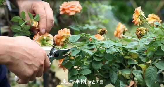想要月季開(kāi)花多，先養(yǎng)筍，幾個(gè)技巧讓月季快速冒筍芽(圖2)
