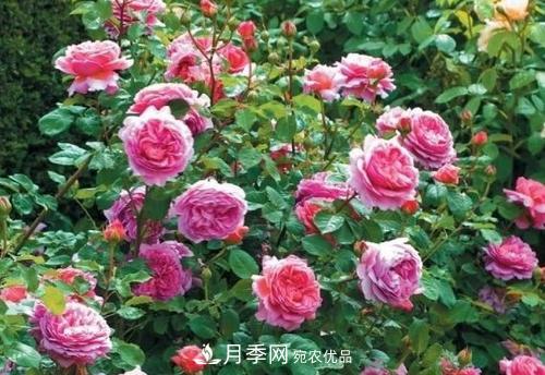 想要月季開(kāi)花多，先養(yǎng)筍，幾個(gè)技巧讓月季快速冒筍芽(圖3)