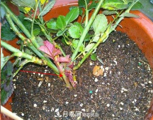 想要月季開(kāi)花多，先養(yǎng)筍，幾個(gè)技巧讓月季快速冒筍芽(圖1)