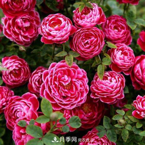 想要月季開(kāi)花多，先養(yǎng)筍，幾個(gè)技巧讓月季快速冒筍芽(圖4)