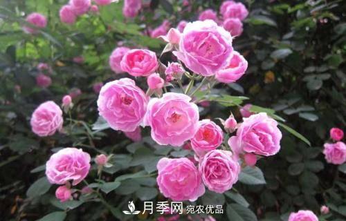 想要月季開(kāi)花多，先養(yǎng)筍，幾個(gè)技巧讓月季快速冒筍芽(圖5)