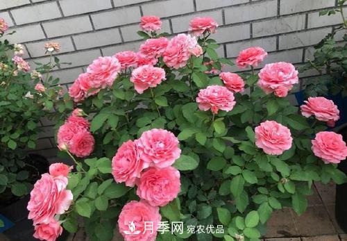 想要月季開(kāi)花多，先養(yǎng)筍，幾個(gè)技巧讓月季快速冒筍芽(圖6)