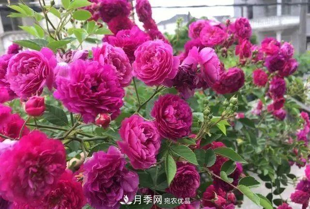 想要月季開出***美秋花，現(xiàn)在秋剪正當(dāng)時(shí)！再晚就來不及啦！(圖2)