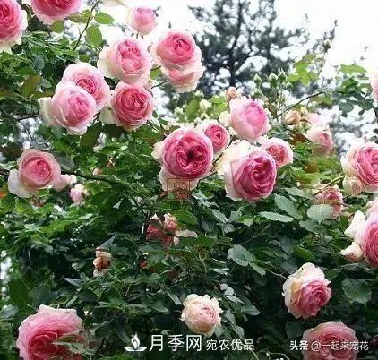 秋天養(yǎng)月季，了解掌握4個要點(diǎn)，抗病性強(qiáng)，開花爆盆(圖1)