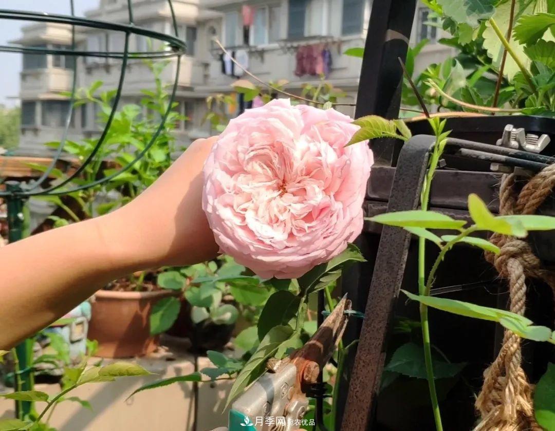 一花一木|做好這幾點，你就是月季“大神”(圖1)