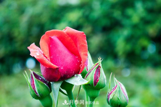 月季不長(zhǎng)花苞？做好這幾件事，花期花大又鮮艷(圖2)