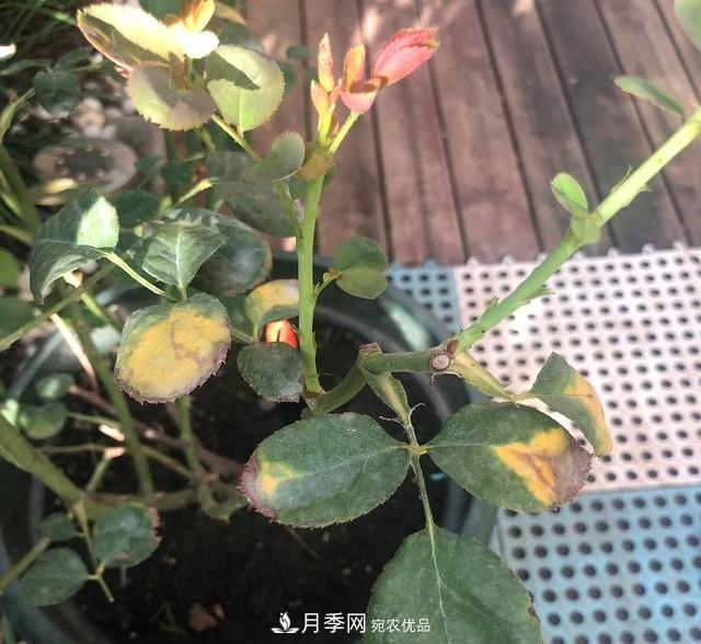 盆栽月季怎樣養(yǎng)？為什么會(huì)出現(xiàn)黃葉，甚至是新芽細(xì)長(zhǎng)，該怎么辦？(圖6)