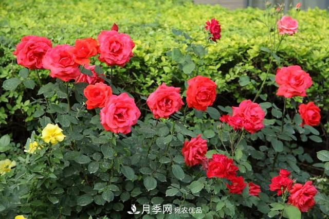 夏季養(yǎng)月季花，澆水施肥都是重點(diǎn)，整錯(cuò)了就黃葉爛根生長差(圖1)