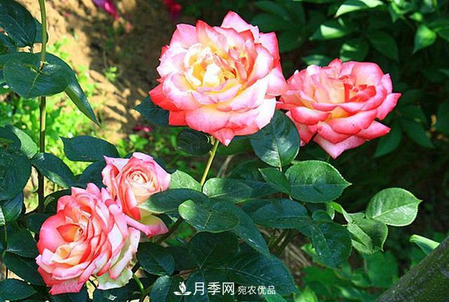 夏季養(yǎng)月季花，澆水施肥都是重點(diǎn)，整錯(cuò)了就黃葉爛根生長差(圖2)