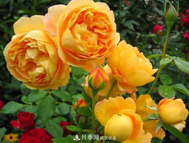 夏季養(yǎng)月季花，澆水施肥都是重點(diǎn)，整錯(cuò)了就黃葉爛根生長差(圖4)