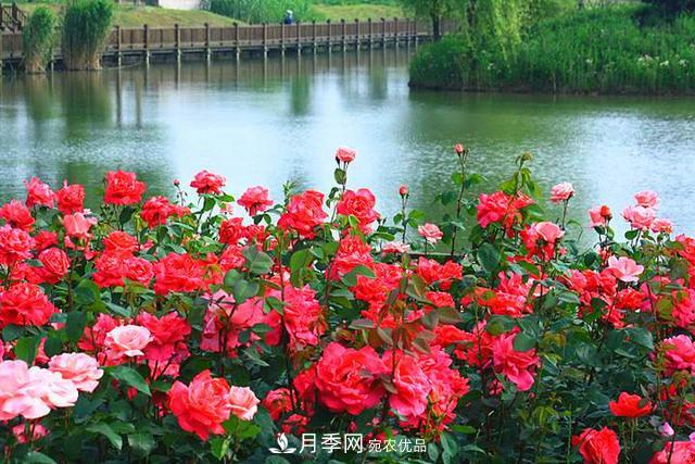 夏季養(yǎng)月季花，澆水施肥都是重點(diǎn)，整錯(cuò)了就黃葉爛根生長差(圖3)