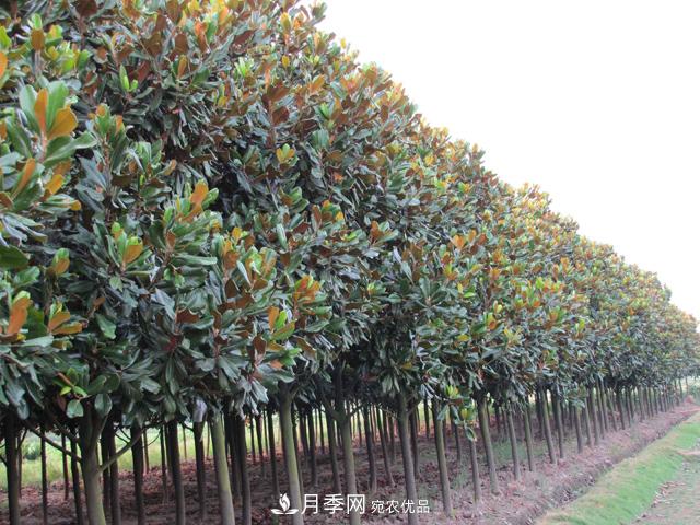南陽(yáng)玉蘭樹(shù)苗什么季節(jié)移栽好？詳細(xì)講解(圖1)