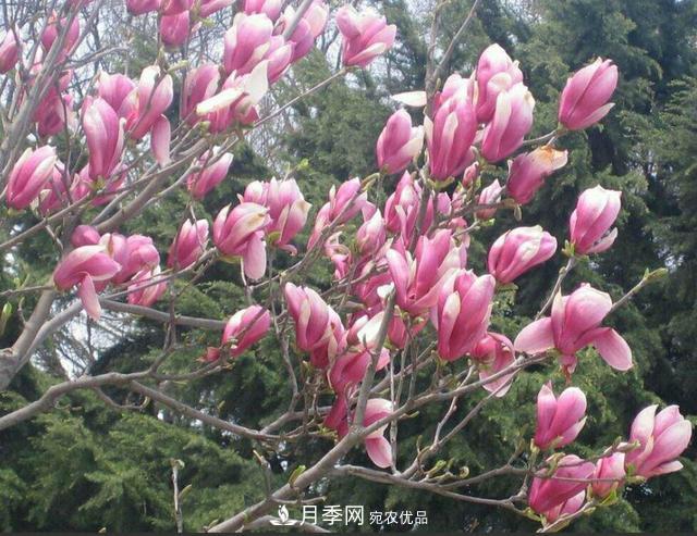 南陽(yáng)玉蘭樹(shù)苗什么季節(jié)移栽好？詳細(xì)講解(圖2)