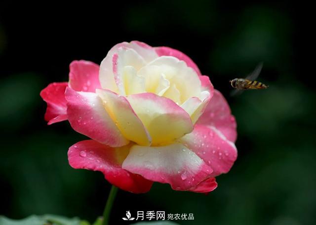 月季為什么會(huì)出現(xiàn)盲芽，其實(shí)多數(shù)與種植習(xí)慣有關(guān)(圖1)