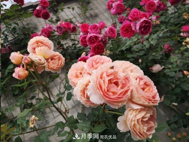 月季和薔薇有什么區(qū)別？買苗木前先知道4點(diǎn)，可省一大筆！(圖1)